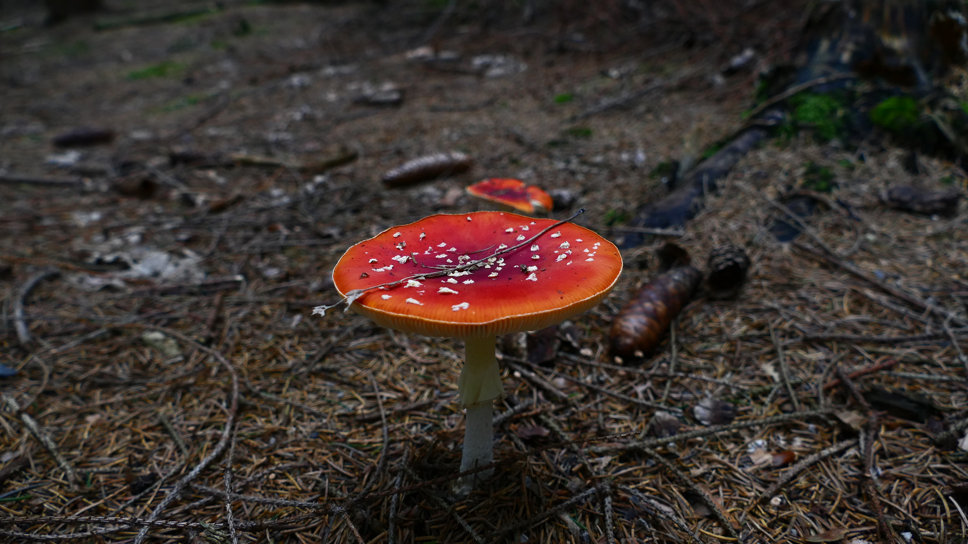 Ein Männlein steht im Walde