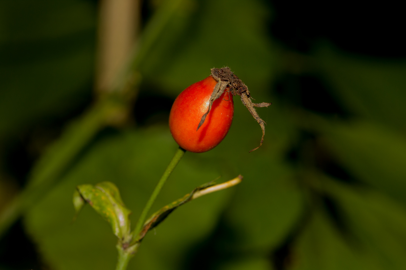 Ein Männlein Steht im Walde 