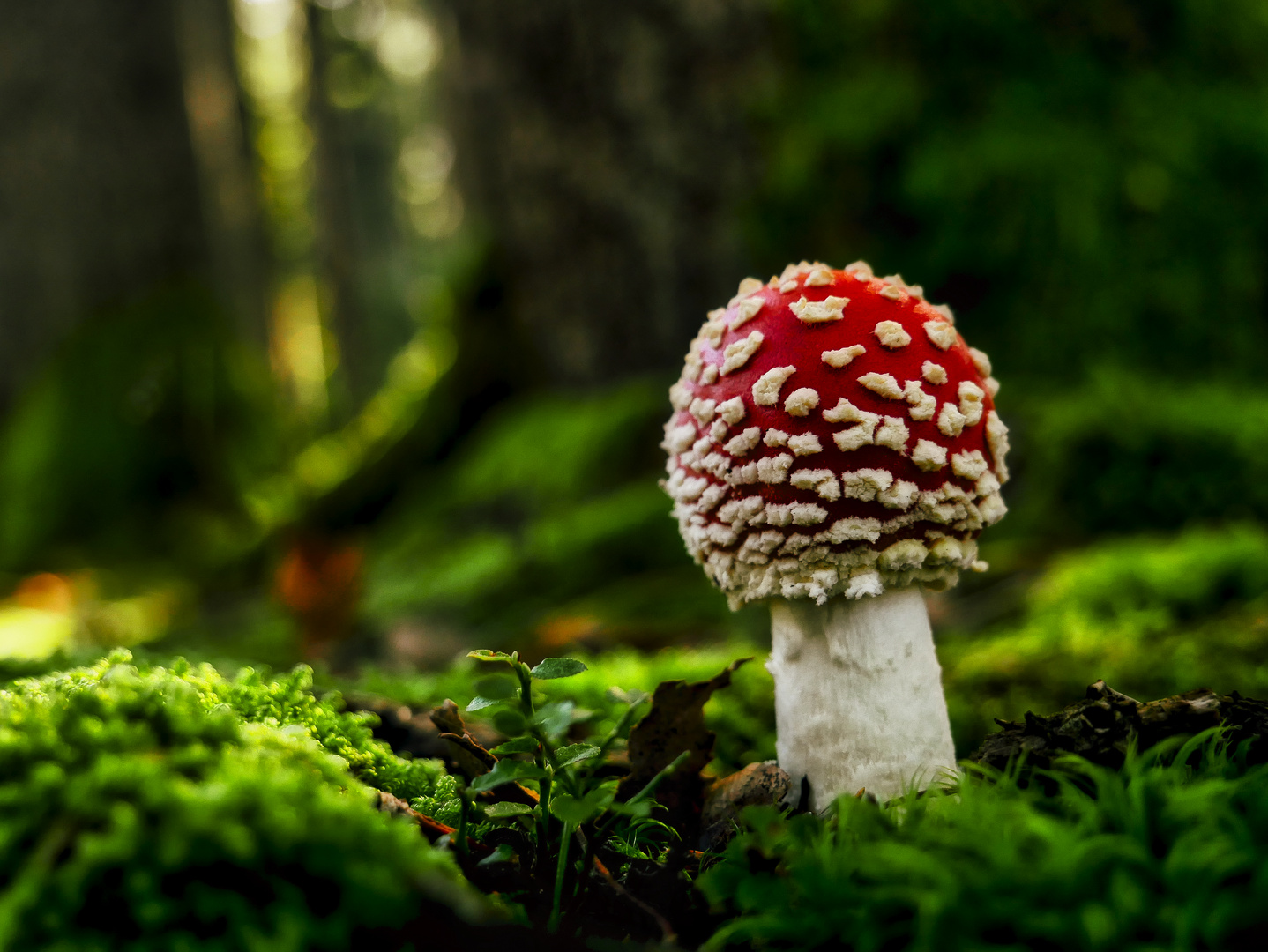 Ein Männlein steht  im Walde ...