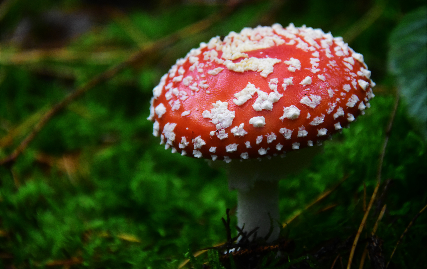 Ein Männlein steht im Walde 