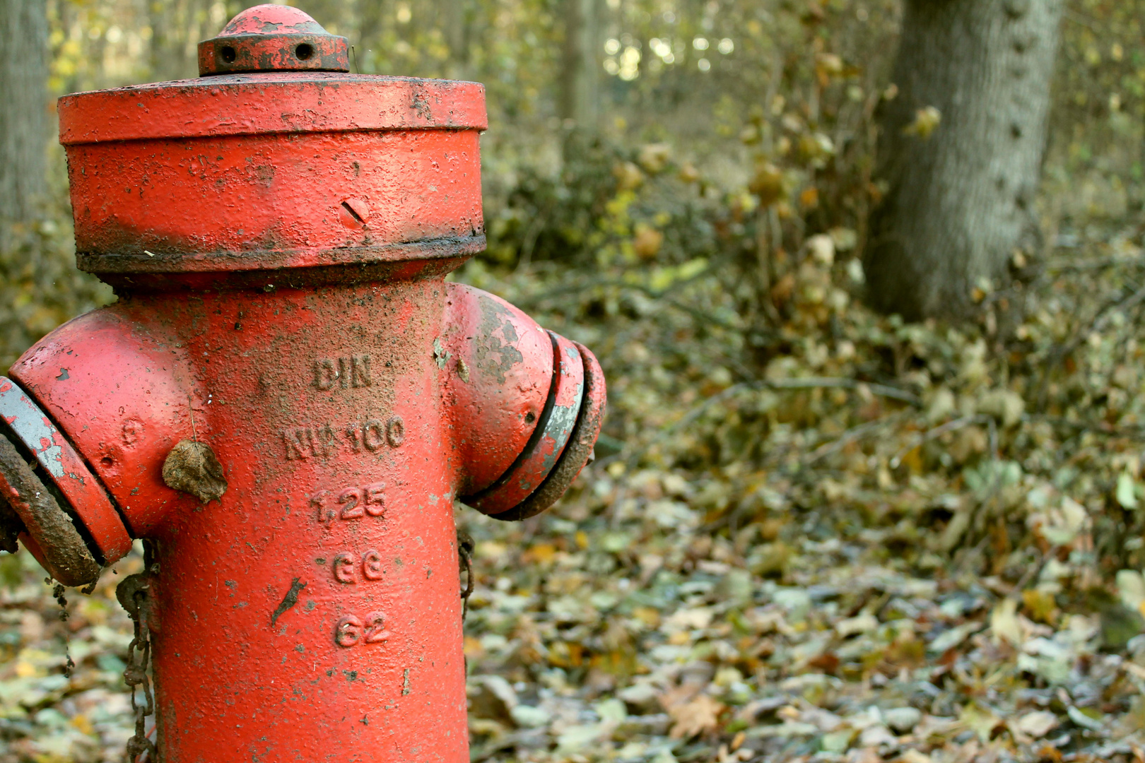 Ein Männlein steht im Walde...