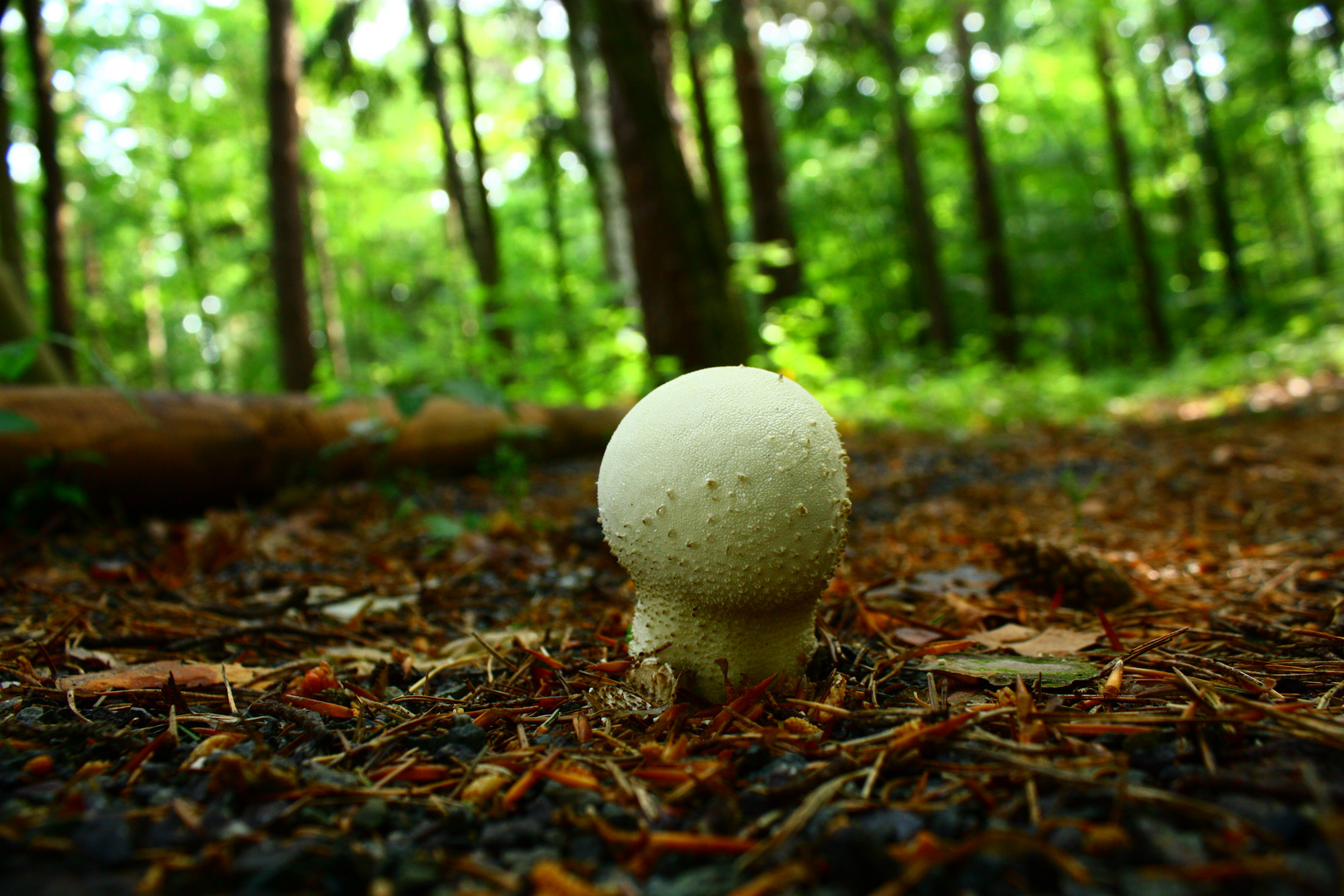 Ein Männlein steht im Walde.........