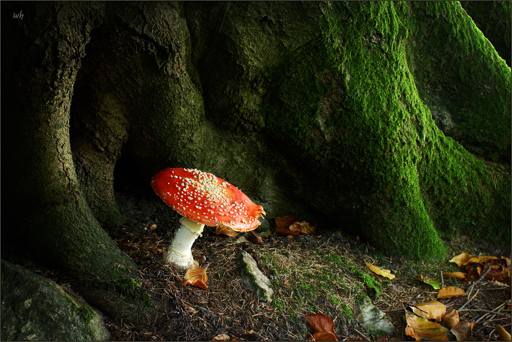 ein Männlein steht im Walde ...