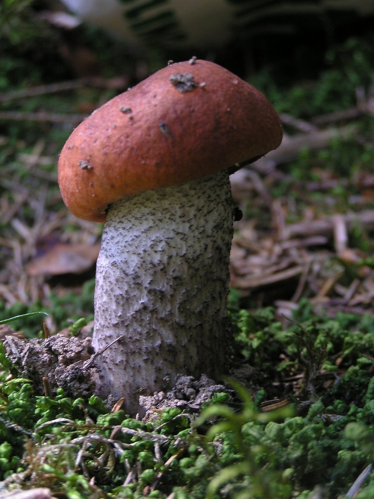 Ein Männlein steht im Walde