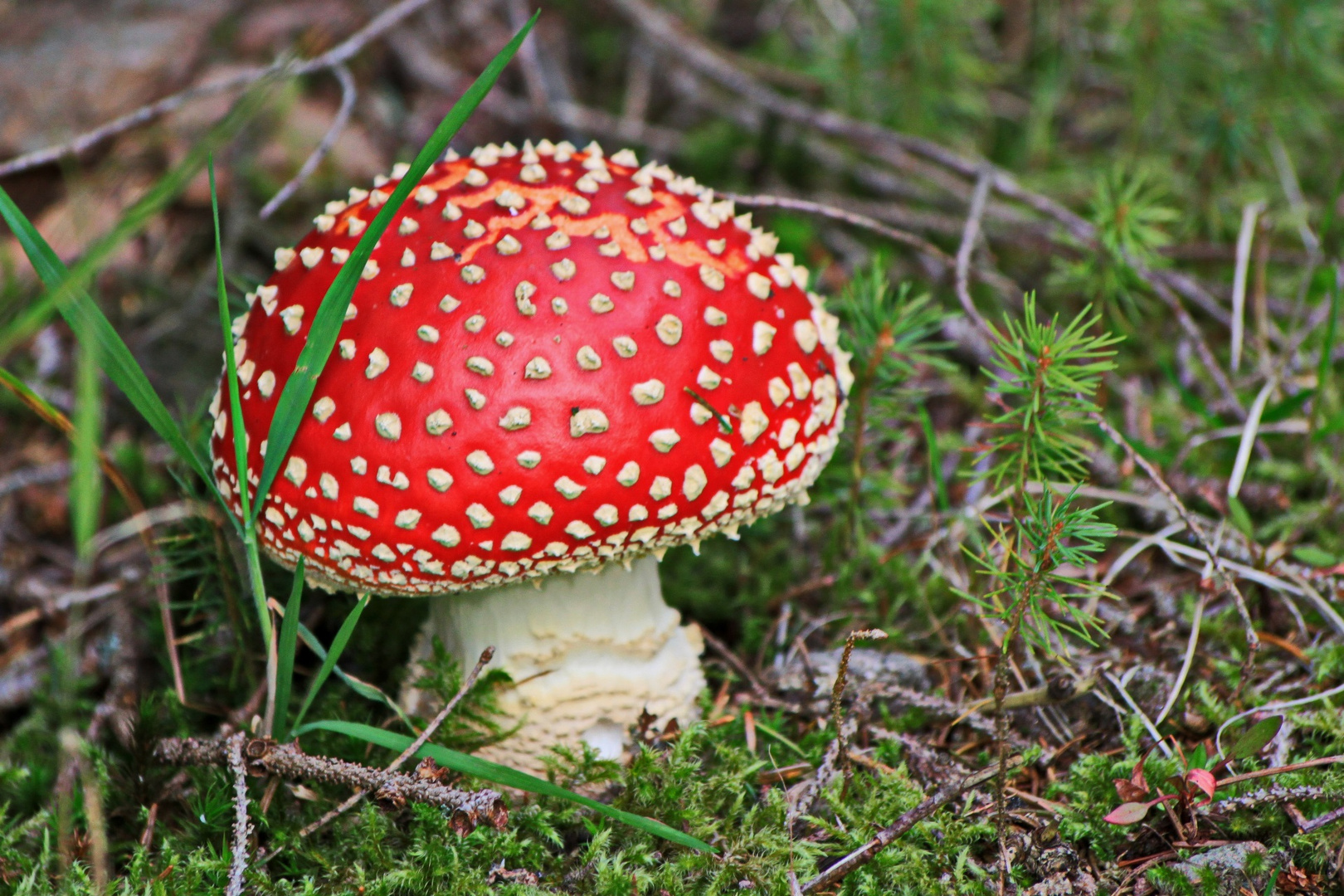 ein Männlein steht im Walde