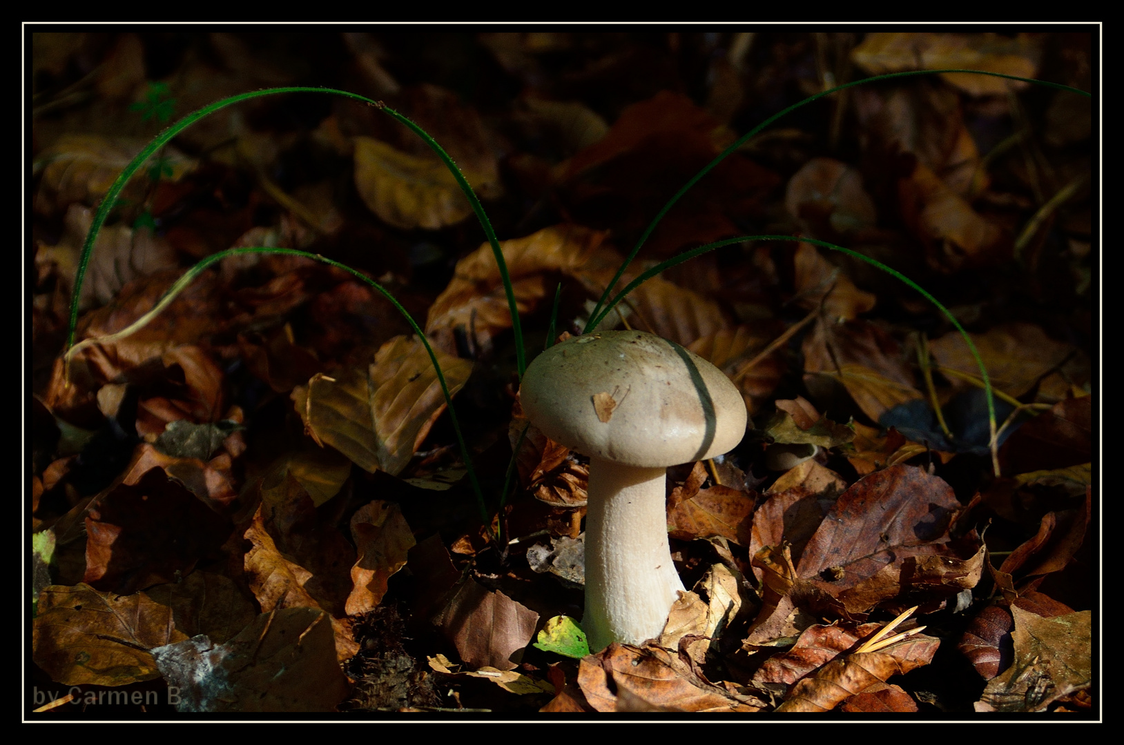 Ein Männlein steht im Walde ...