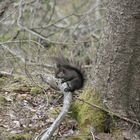 Ein Männlein steht im Walde...