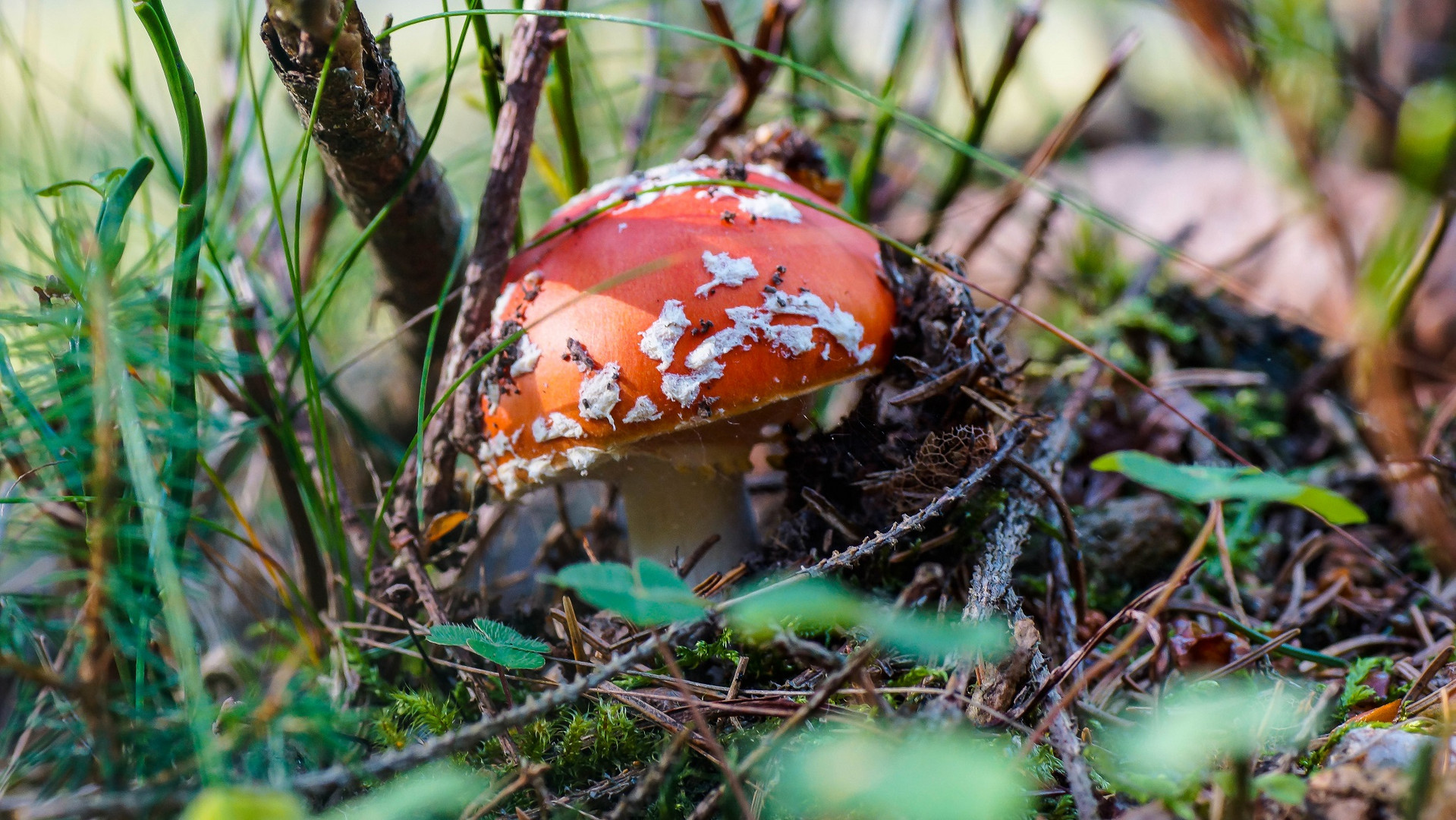 Ein Männlein steht im Walde...