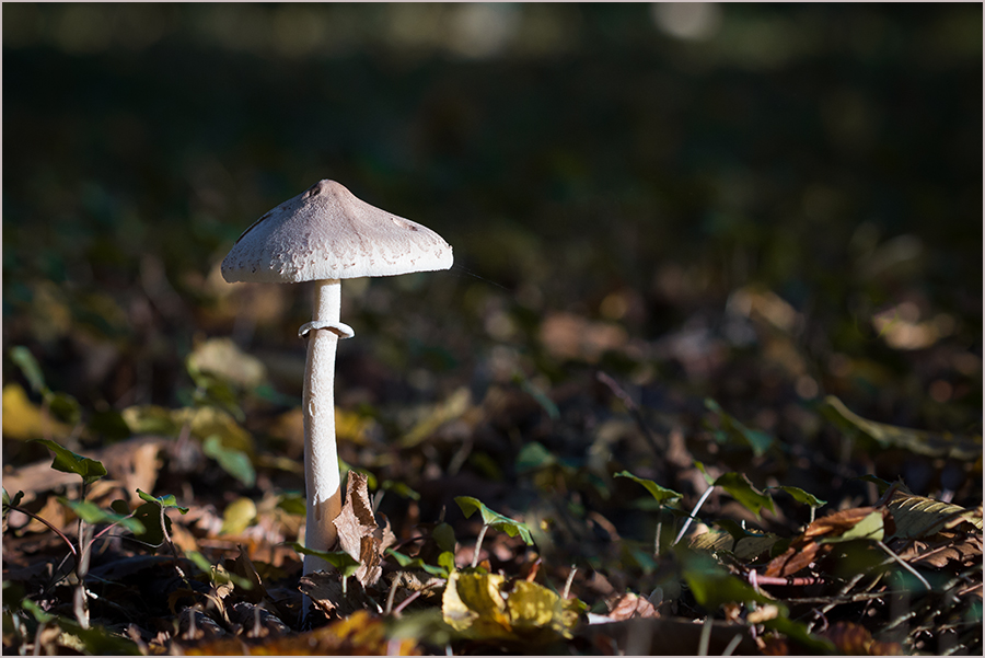 Ein Männlein steht im Walde...