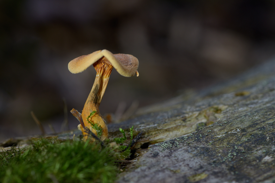 Ein Männlein steht im Walde....