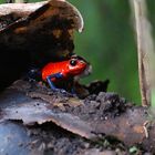 Ein Männlein steht im Walde