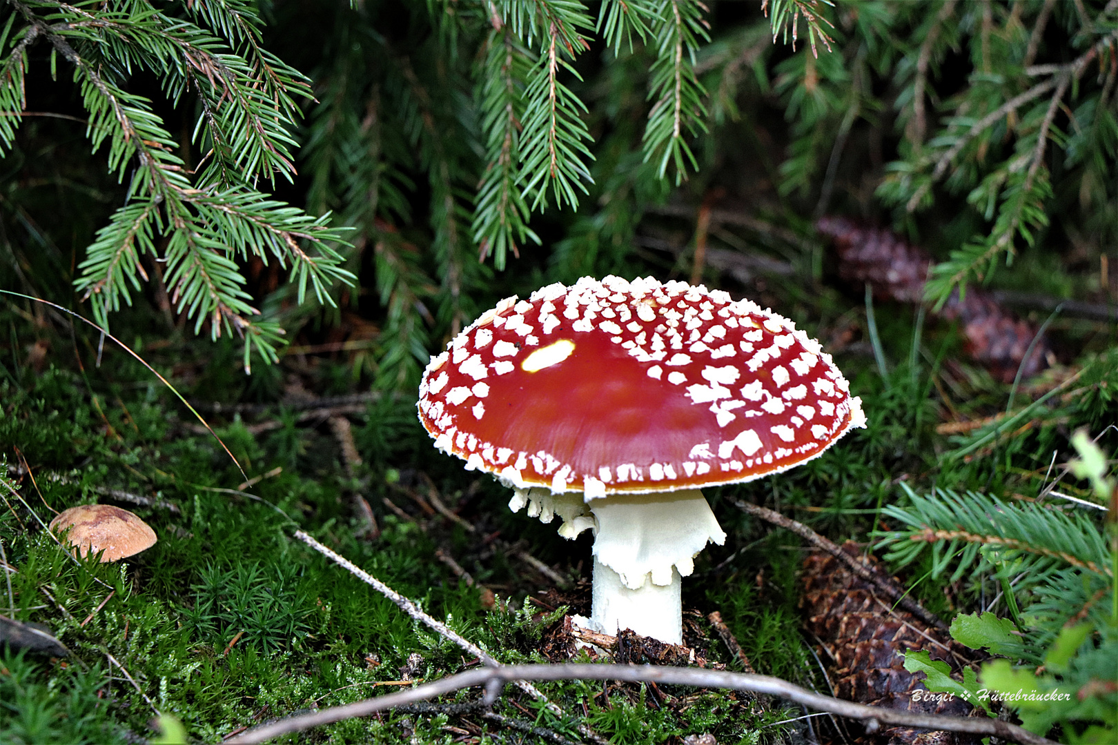 Ein Männlein steht im Walde..........