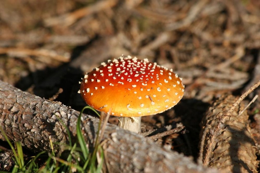 Ein Männlein steht im Walde .....