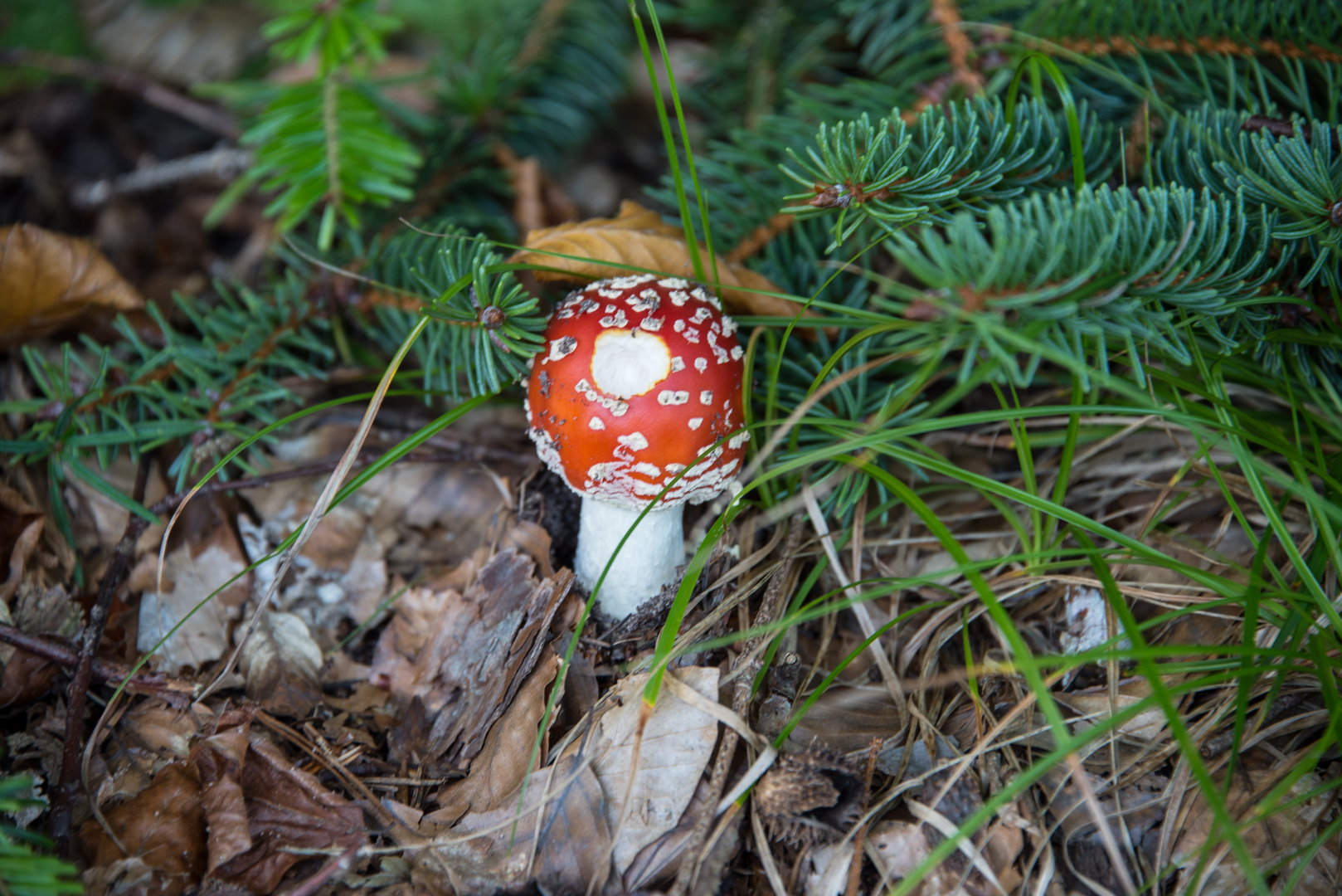 Ein Männlein steht im Walde..