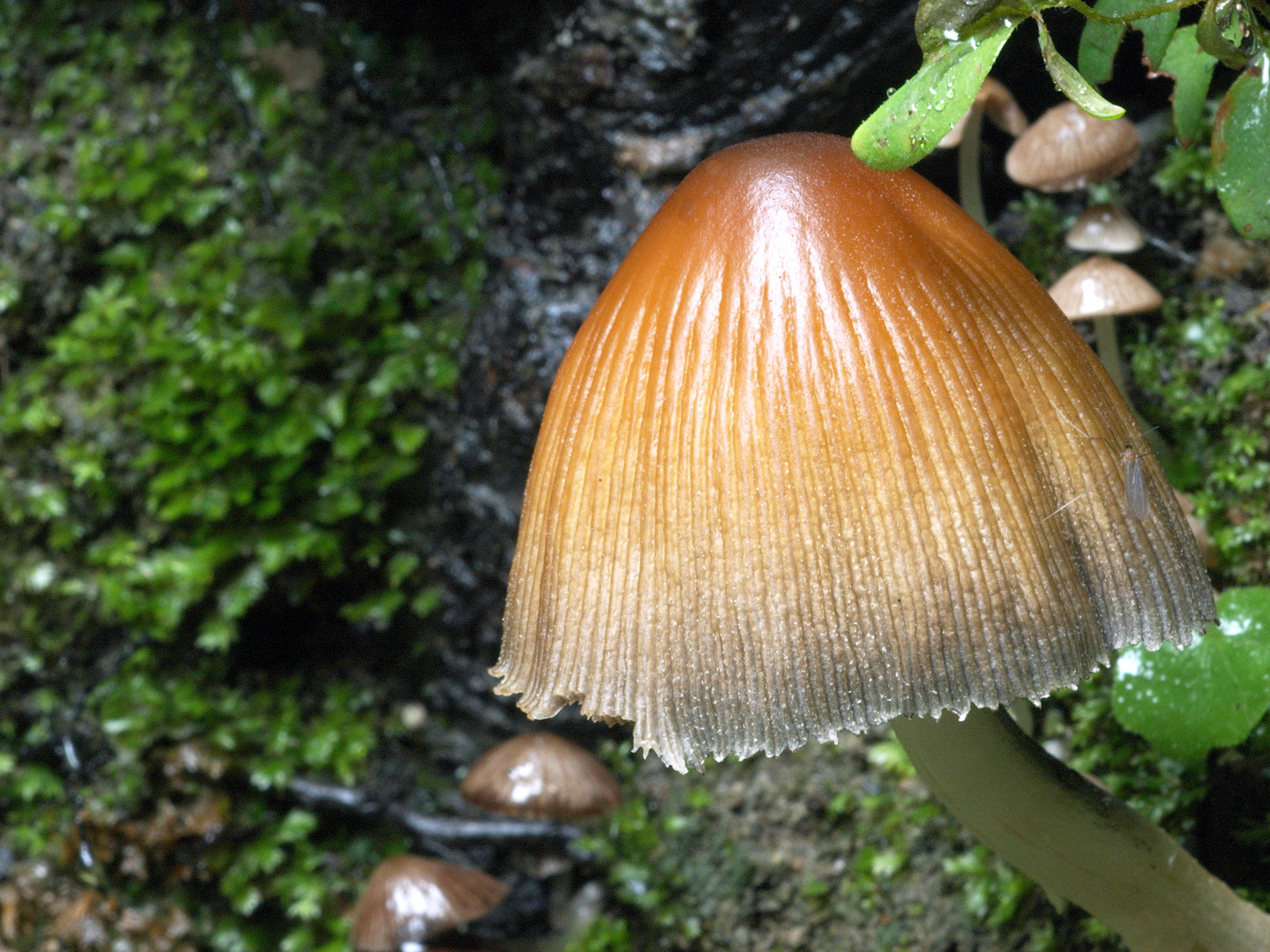 "Ein Männlein steht im Walde"