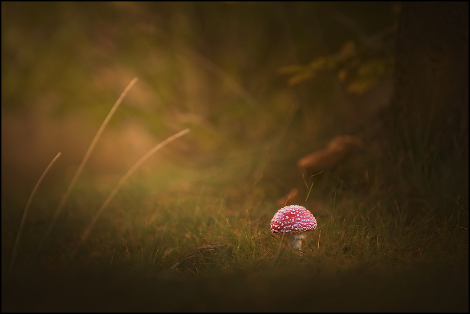 ein Männlein steht im Walde