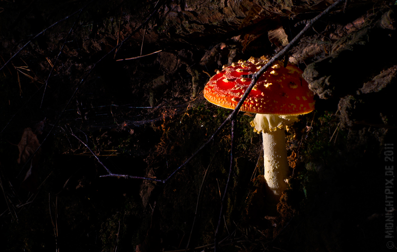 ..:: Ein Männlein steht im Walde ::..