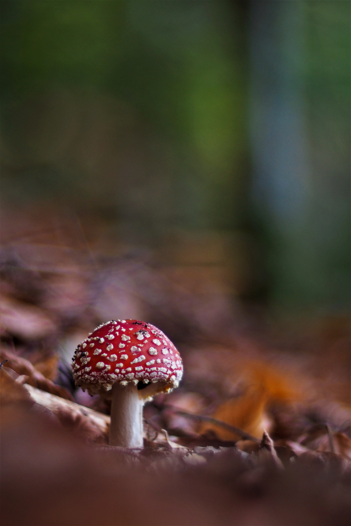 Ein Männlein steht im Walde