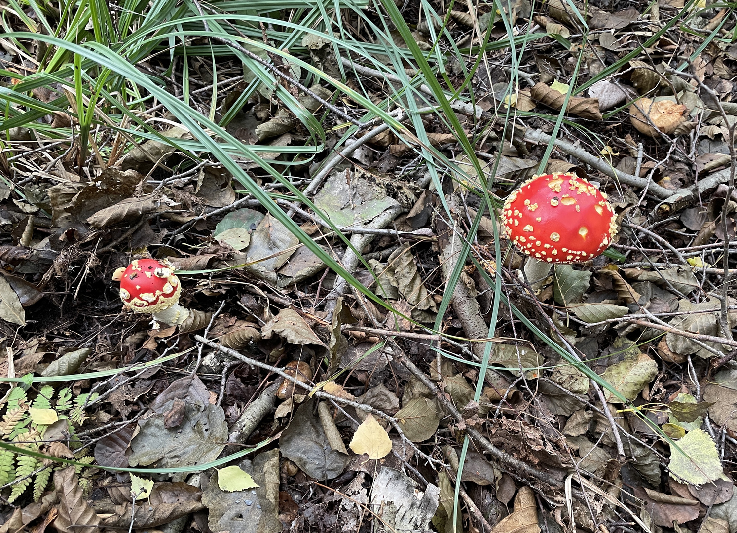 Ein Männlein steht im Walde