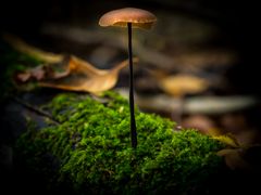 Ein Männlein steht im Walde