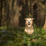 ...ein Männlein steht im Walde...