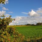 Ein Männlein steht im Walde....!