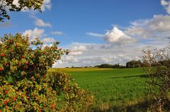 Ein Männlein steht im Walde....!