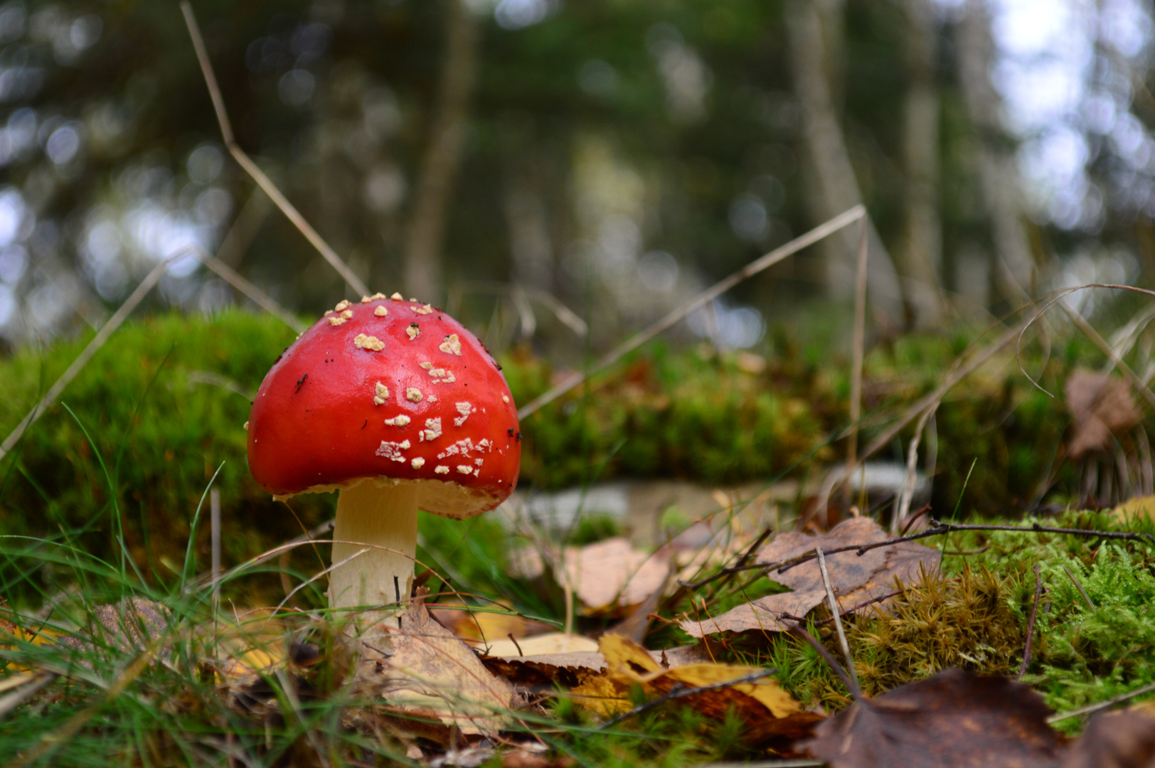 Ein Männlein steht im Walde