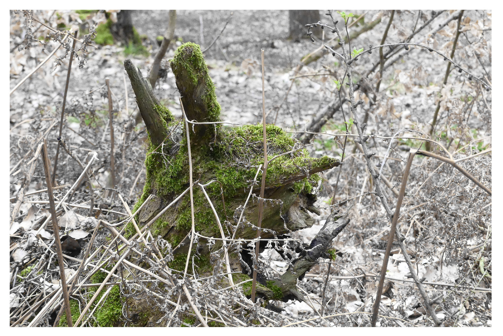 Ein Männlein steht im Walde...