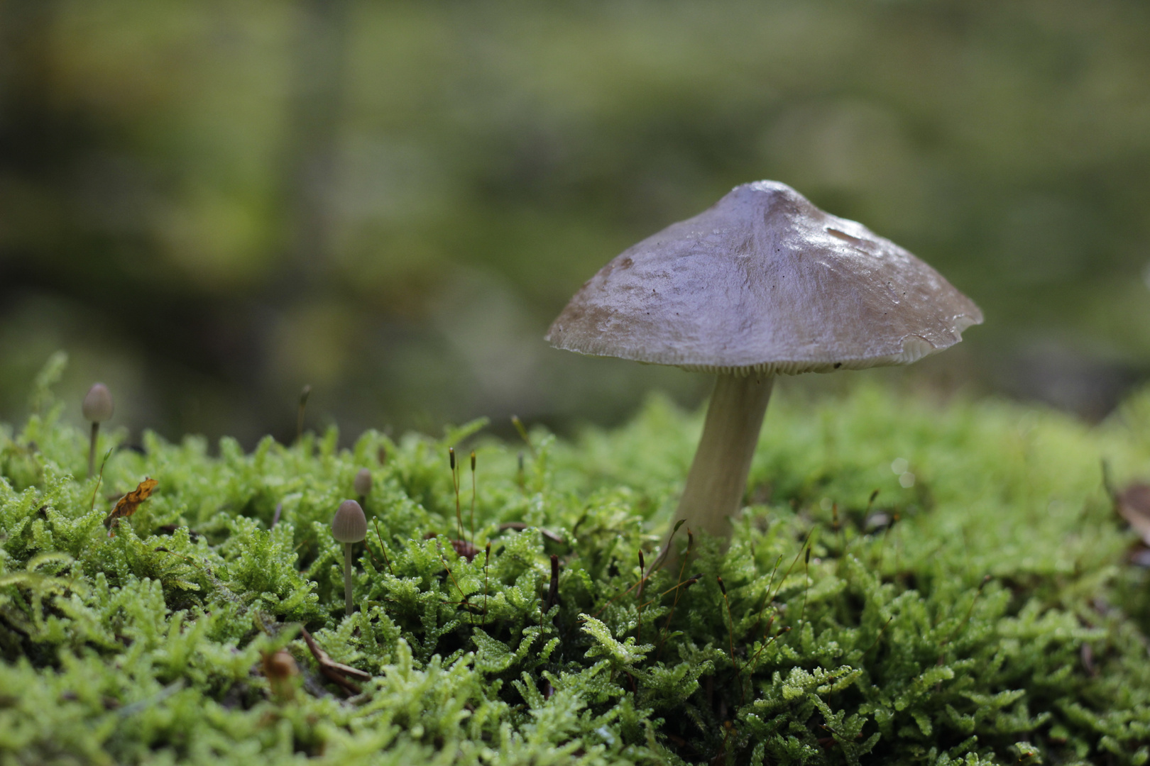 Ein Männlein steht im Walde