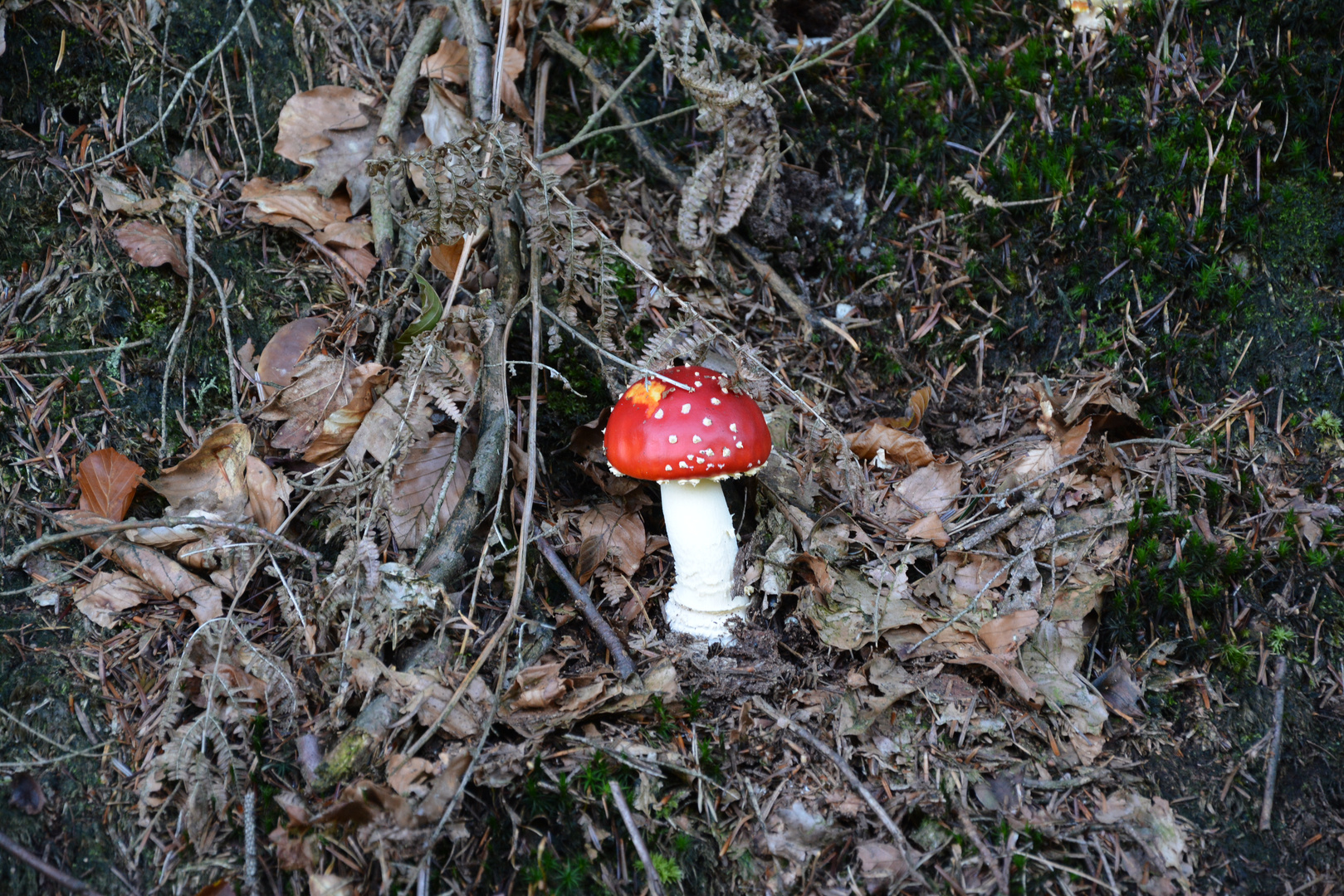 ein Männlein steht im Walde.....