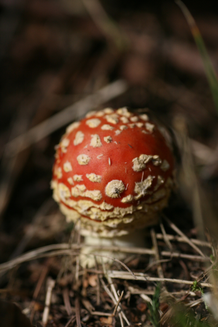 Ein Männlein steht im Walde !!