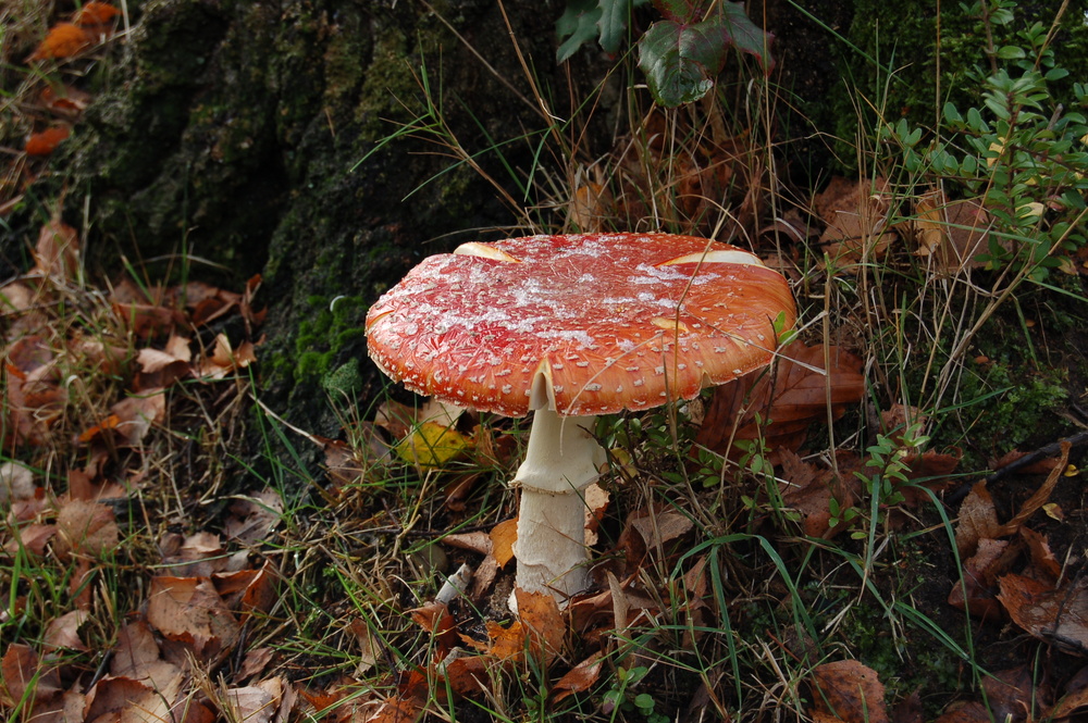 ...Ein Männlein steht im Walde...