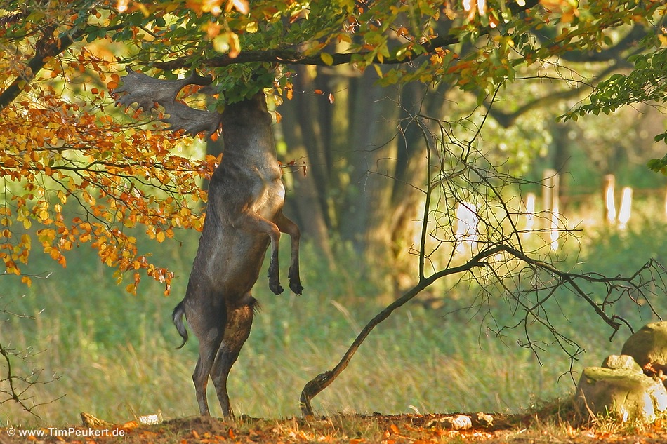 Ein Männlein steht im Walde