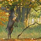 Ein Männlein steht im Walde