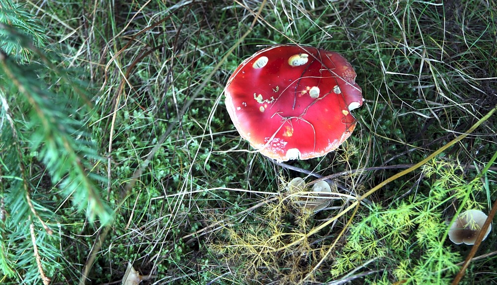 Ein Männlein steht im Walde..........