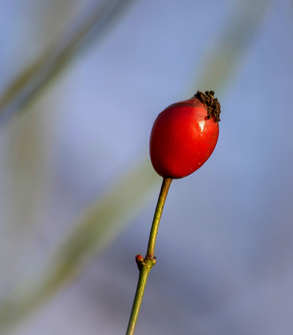 ein männlein steht im Walde.......