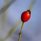 ein männlein steht im Walde.......