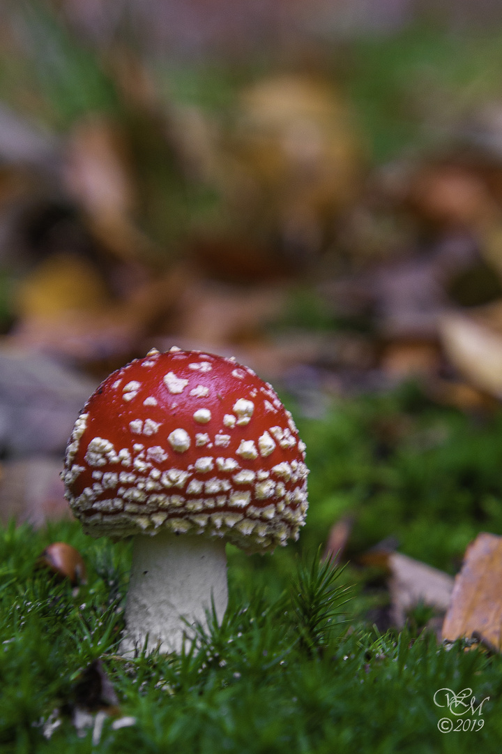 Ein Männlein steht im Walde