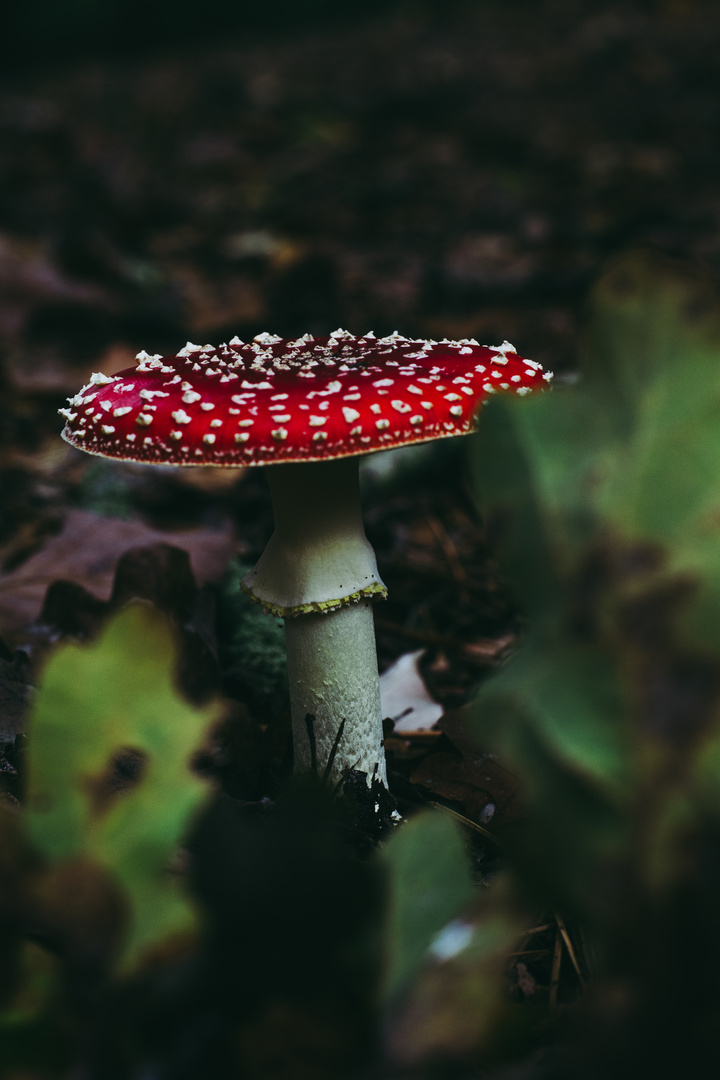 Ein Männlein steht im Walde