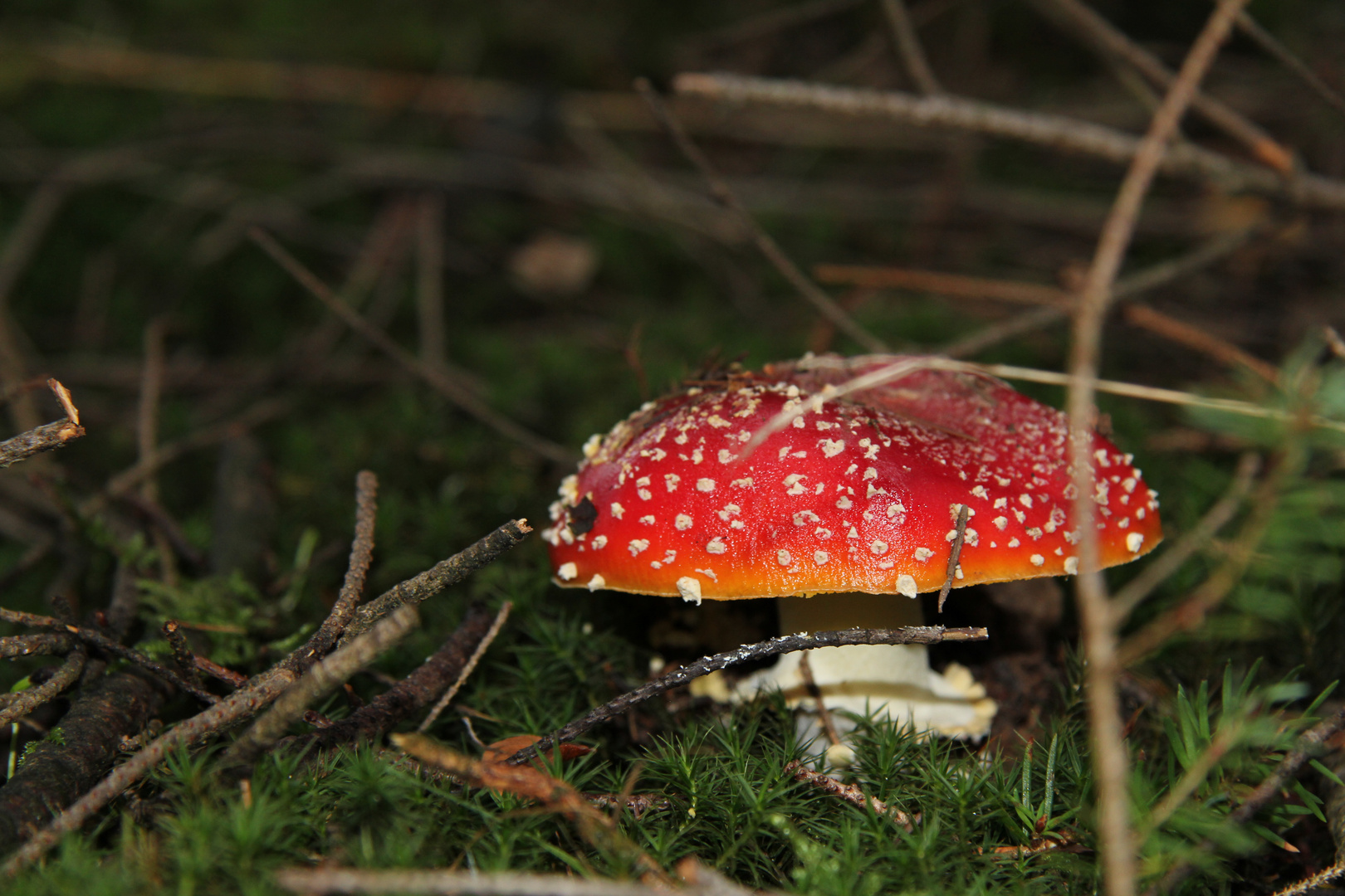 Ein Männlein steht im Walde