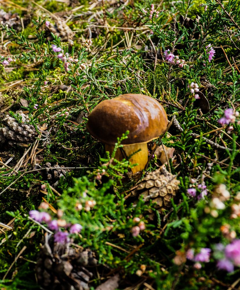 Ein Männlein steht im Walde...