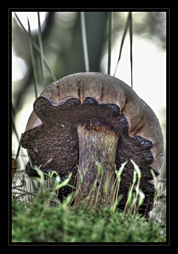 Ein Männlein steht im Walde