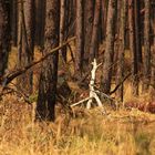 "Ein Männlein steht im Walde"