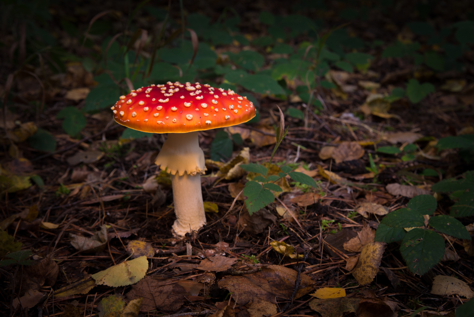 Ein Männlein steht im Walde auf einem Beim, es hat vor ..........