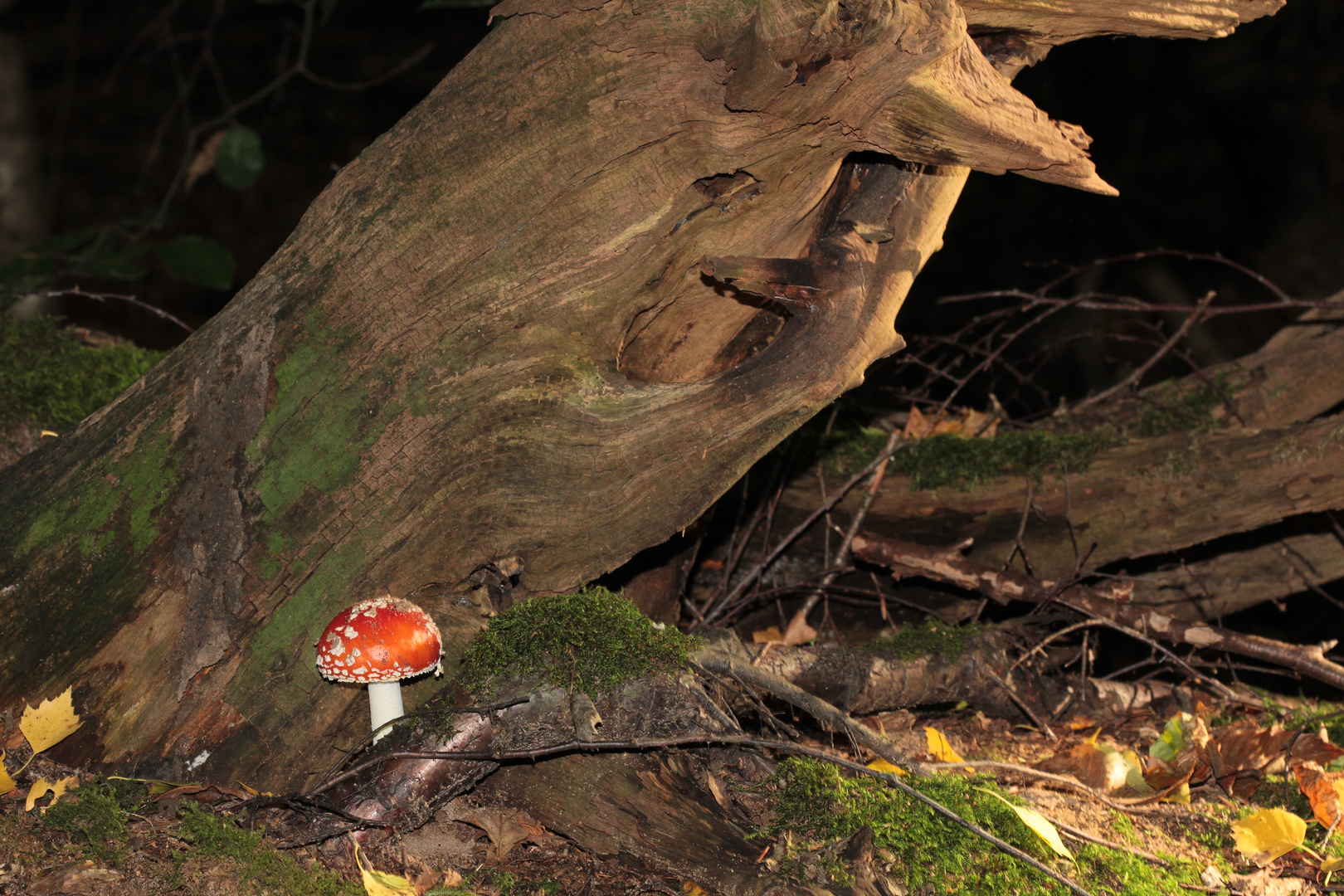 Ein Männlein steht im Walde