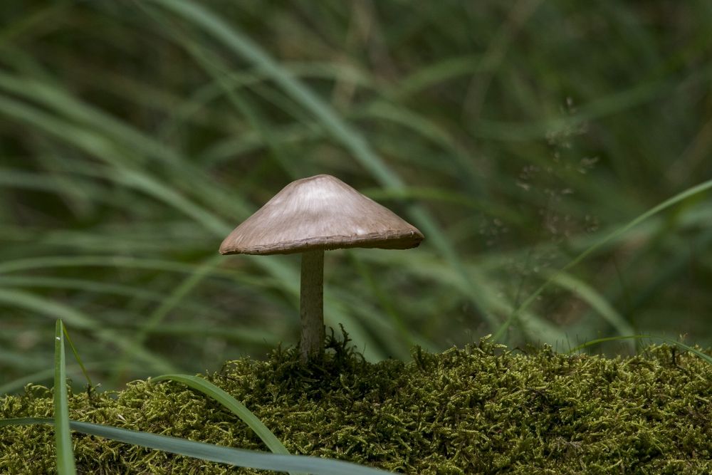 Ein Männlein steht im Walde ....