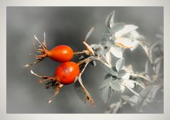 Ein Männlein steht im Walde