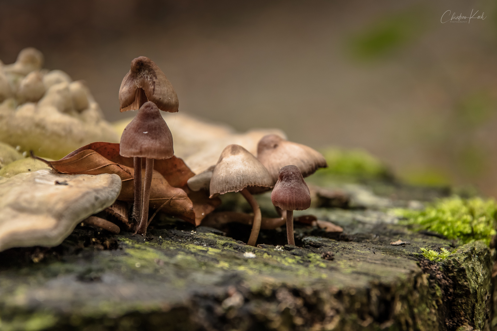 Ein Männlein steht im Walde