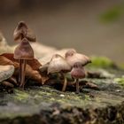 Ein Männlein steht im Walde